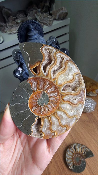 Amonita Fossilizada