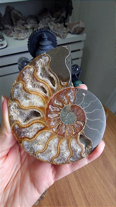 Amonita Fossilizada
