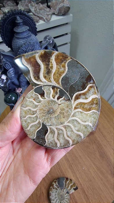 Amonita Fossilizada