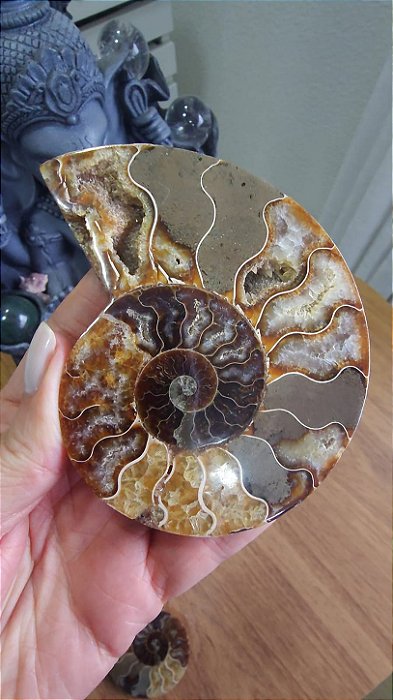 Amonita Fossilizada