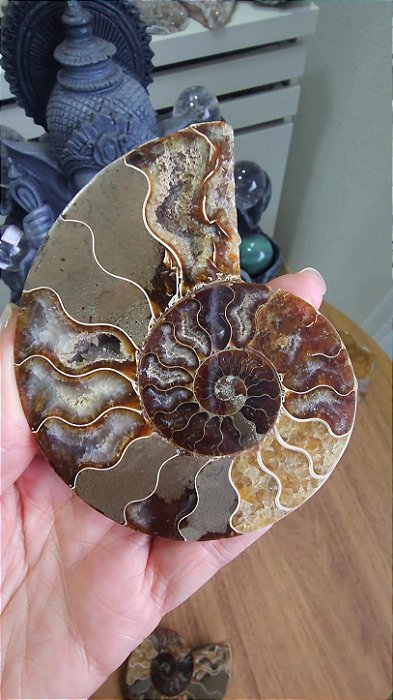 Amonita Fossilizada