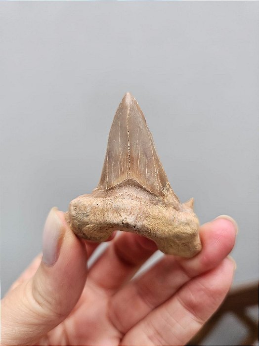 Dente de Tubarão Fossilizado