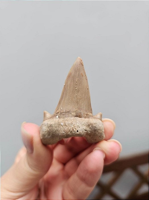 Dente de Tubarão Fossilizado