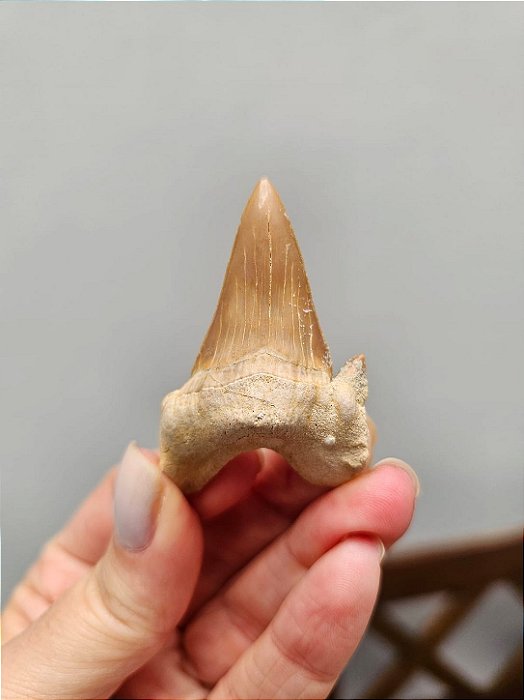 Dente de Tubarão Fossilizado