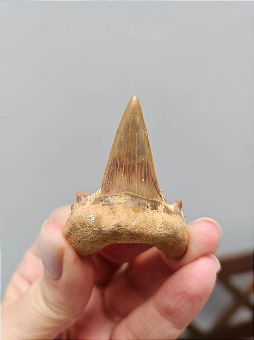 Dente de Tubarão Fossilizado