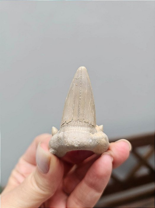 Dente de Tubarão Fossilizado