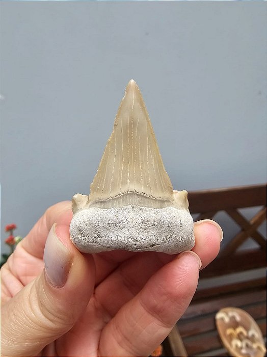 Dente de Tubarão Fossilizado