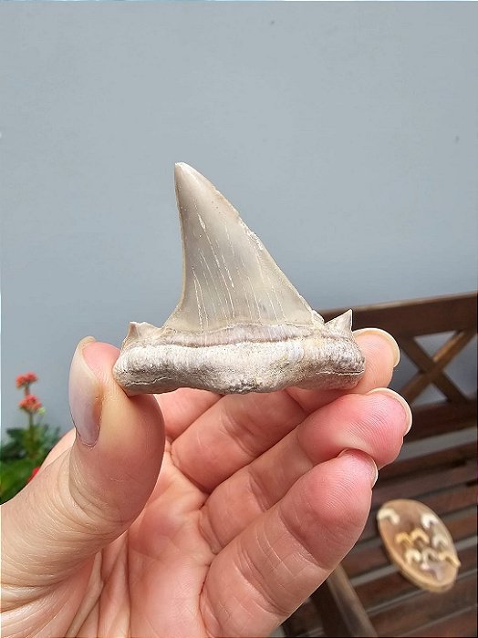 Dente de Tubarão Fossilizado