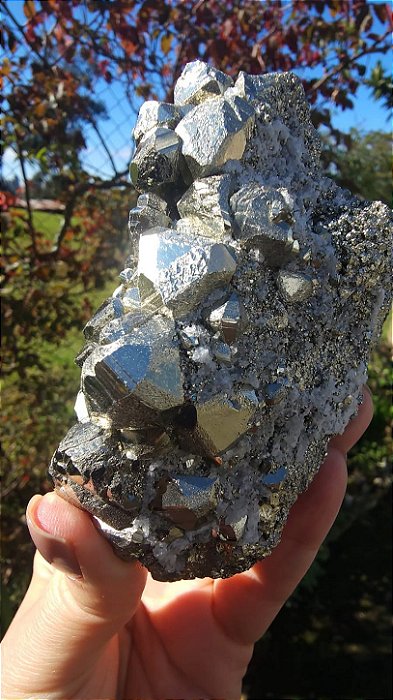 Pirita Peruana