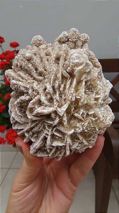 Rosa do Deserto