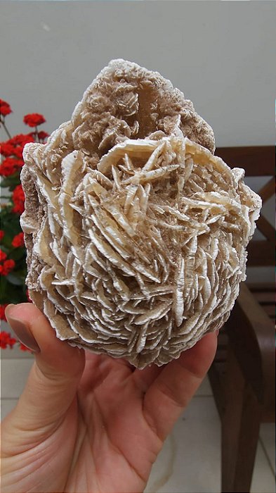 Rosa do Deserto