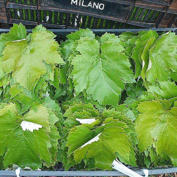 Folhas de Uva - Embalagem 5 Kg