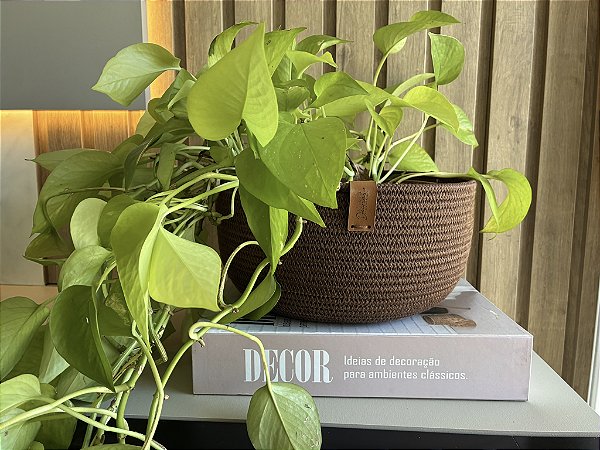 CESTO PLANTA PENDENTE