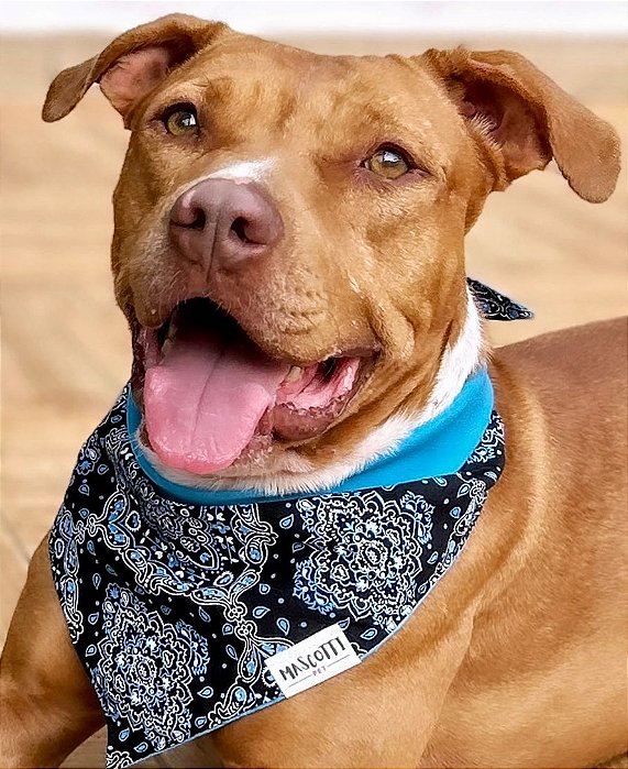 Bandana Pet Dupla Face Preto e Azul