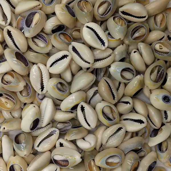 Aplique Concha Búzios Natural - Pacote