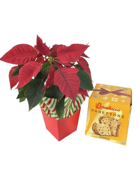 Euphorbia Com Panettone