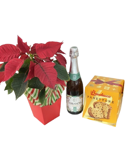 Euphorbia Celebração Panettone