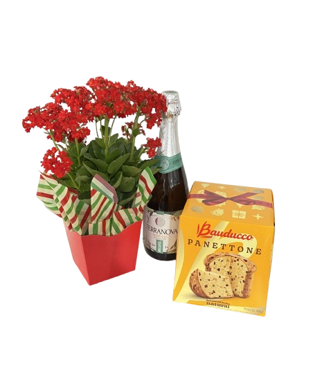 Kalandiva Celebração Panettone