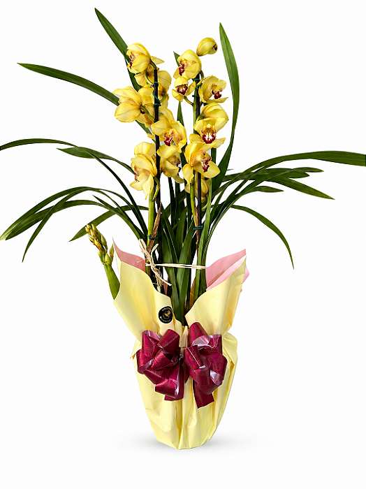 Orquídea Cimbidio