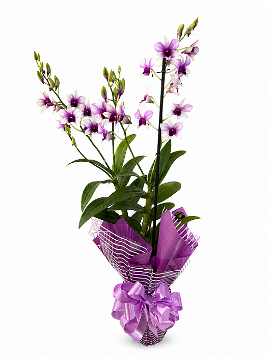 Orquidea Denphal Especial