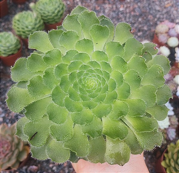 A. TABULIFORME POTE 9
