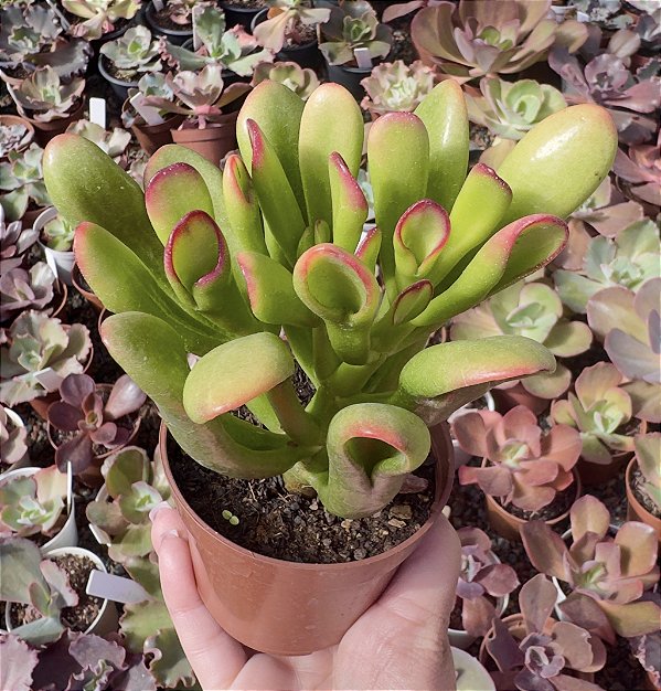 C. OVATA HOBBIT POTE 9
