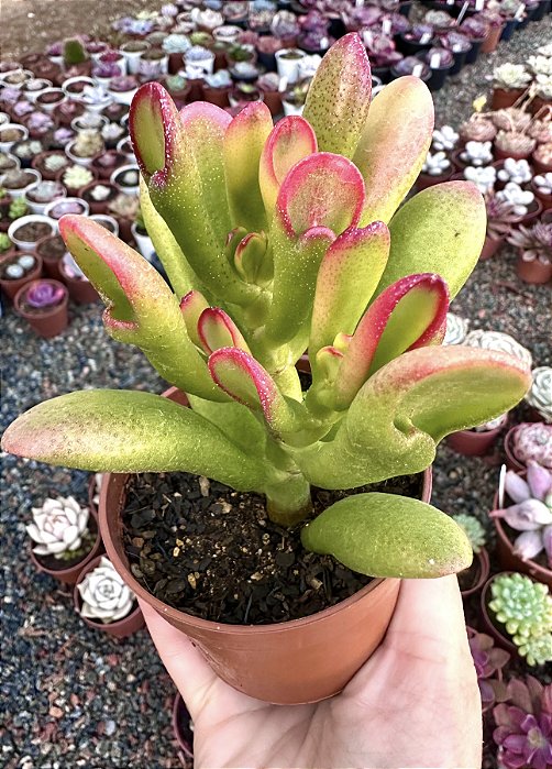 C. OVATA HOBBIT POTE 9