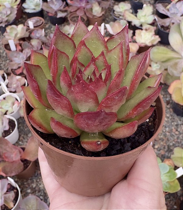 E. AGAVOIDES RED EBONY POTE 9