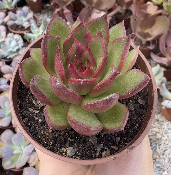 E. AGAVOIDES RED EBONY POTE 9