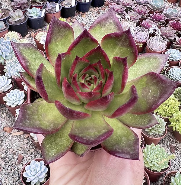 E. AGAVOIDES RED EBONY POTE 9