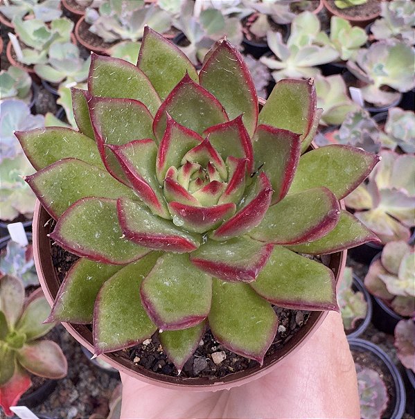 E. AGAVOIDES RED EBONY POTE 9