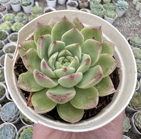 E. ALBICANS WHITENING POTE 9