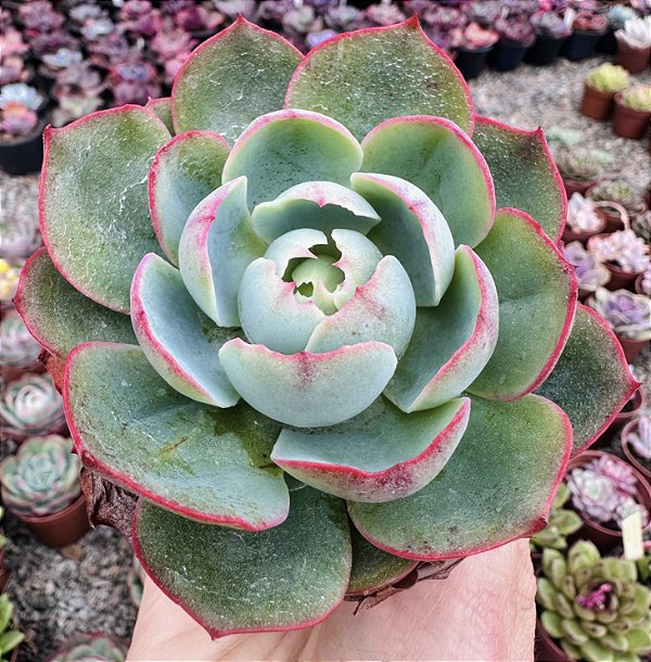 E. AMISTAR POTE 9