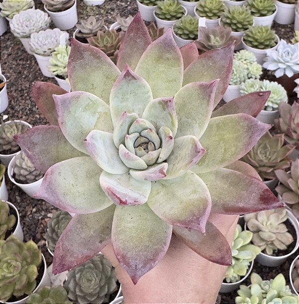 E. COLORATA BRANDTII POTE 9