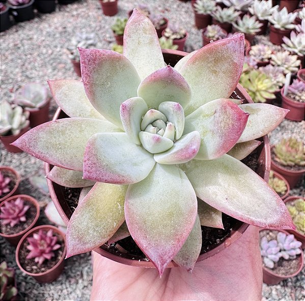 E. COLORATA BRANDTII POTE 9