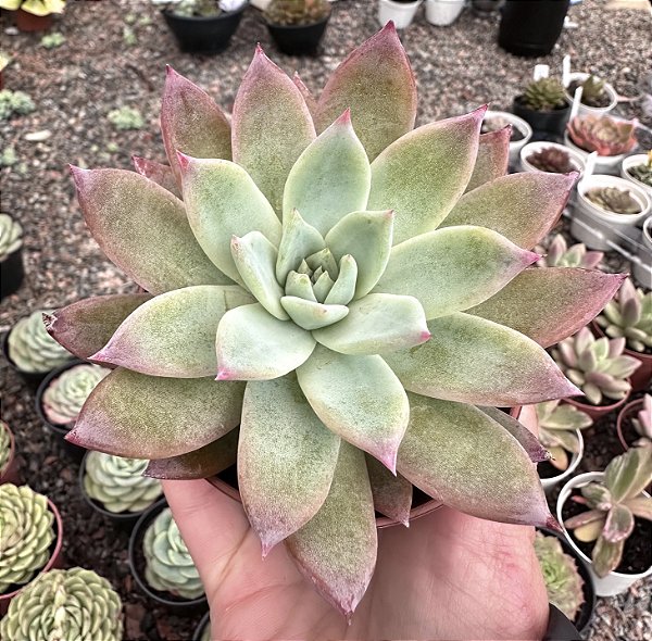 E. COLORATA BRANDTII POTE 9