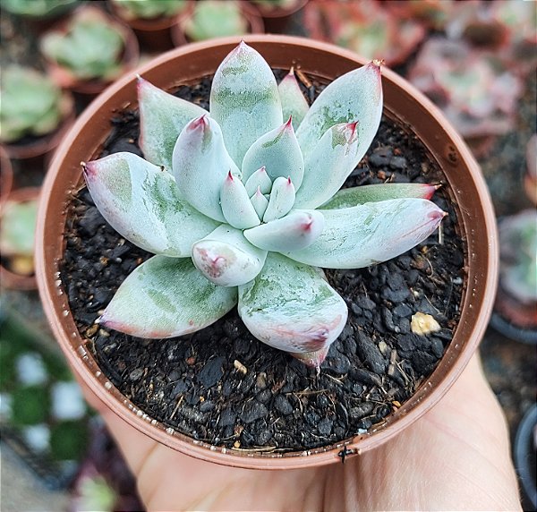 E. COLORATA TAPALPA POTE 9