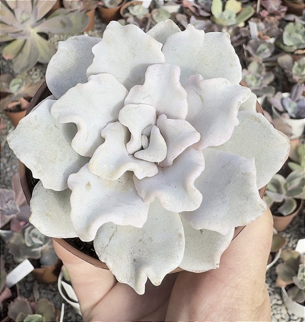 E. CRISPATE BEAUTY POTE 9