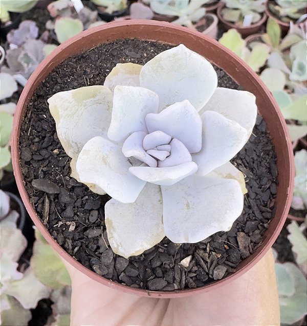 E. CRISPATE BEAUTY POTE 9