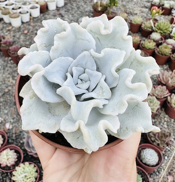 E. CRISPATE BEAUTY POTE 9