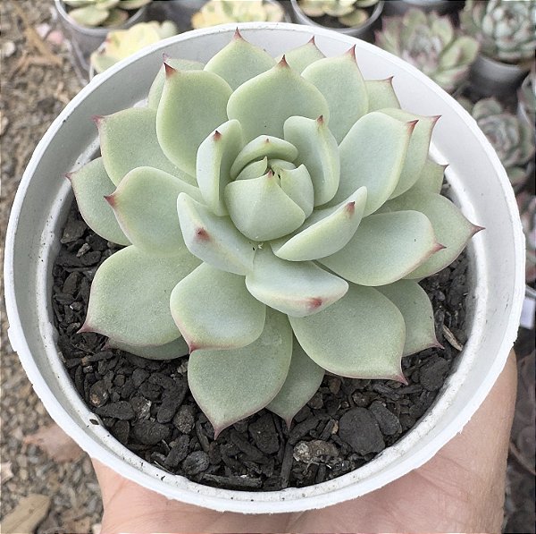 E. CV PRISM POTE 9