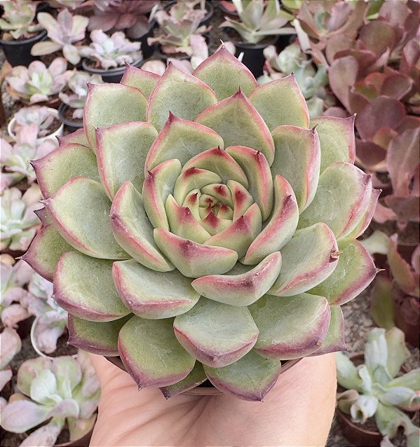 E. FIRE PILLAR POTE 9