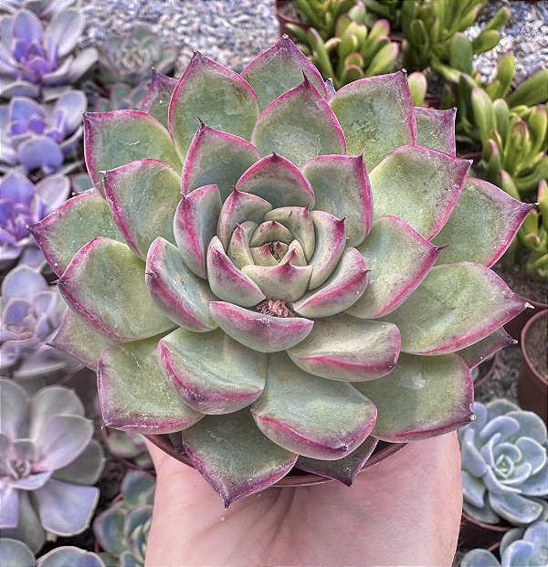 E. FIRE PILLAR POTE 9