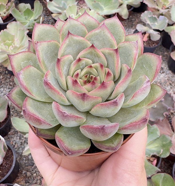 E. FIRE PILLAR POTE 9