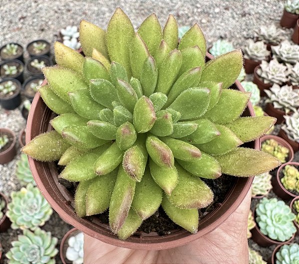 E. FRIDA KAHLO POTE 9