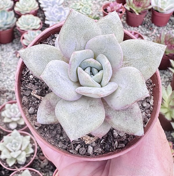 E. GERMAN CHAMPAGNE POTE 9