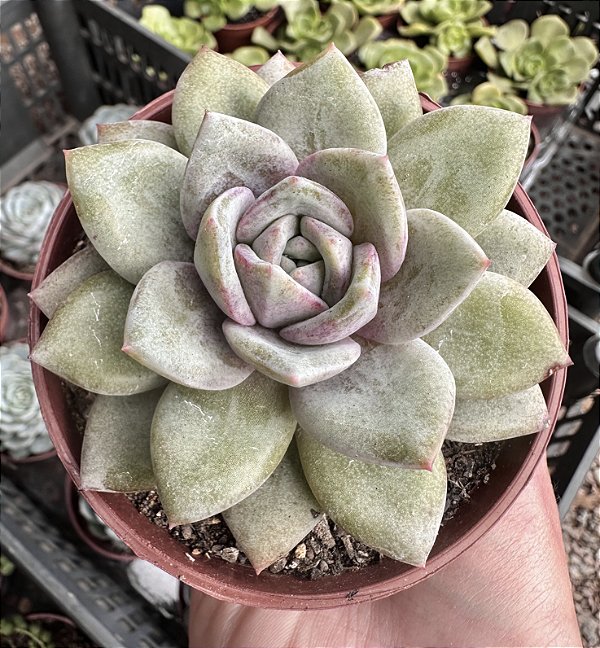 E. GERMAN CHAMPAGNE POTE 9
