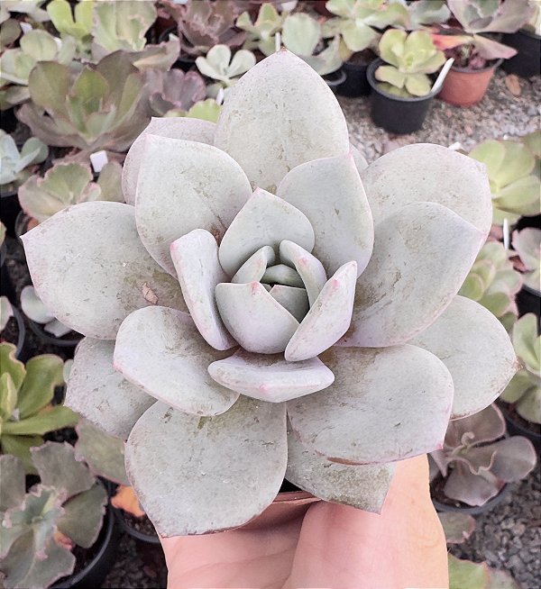 E. GERMAN CHAMPAGNE POTE 9