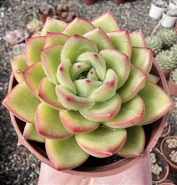 E. GILVA RED POTE 9