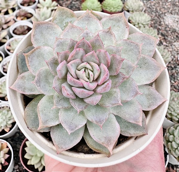 E. JOCELYN POTE 9